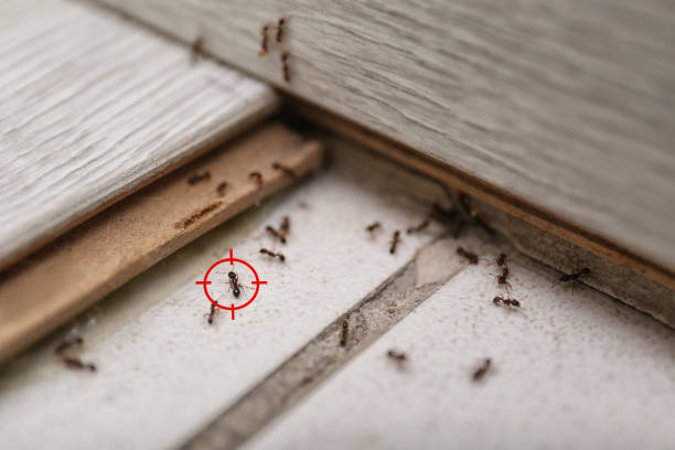 Best Bed Bug Extermination  in Fort Lee, VA